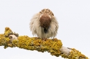 Fluffed out Tree Sparrow on lichen branch 2. Jun. '23.