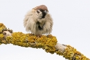 Fluffed out Tree Sparrow on lichen branch 1. Jun. '23.