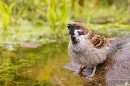 Male Tree Sparrow at garden pond. Jun. '23.