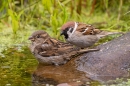 Female House and male Tree Sparrows at garden pond. Jun. '23.