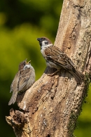 Tree Sparrows,feed me. Jun. '23.