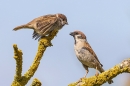Tree Sparrows,male and juvenile. Jun. '23.