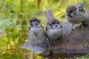 3 juvenile Tree Sparrows at garden pond. Jun. '23.