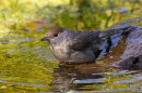 Female Blackcap at garden pond. Jun. '23.