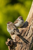 2 juvenile Tree Sparrows. Jun. '23.