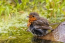 Robin at garden pond. Jun. '23.