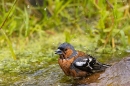 Male Chaffinch at garden pond. Jun. '23.