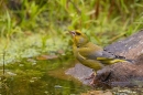 Male Greenfinch at my garden pond. Jun. '23.