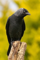 Jackdaw. Jun. '23.
