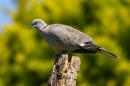 Collared dove. Jun. '23.