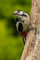 Female Great Spotted Woodpecker. Jun.  '23.