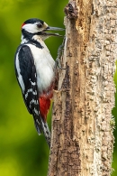 Male Great Spotted Woodpecker. Jun. '23.
