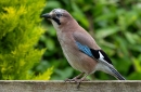 Jay on fence. Jun. '23.