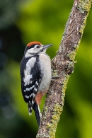 Juvenile Great Spotted Woodpecker 4. Jun. '23.