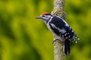 Juvenile Great Spotted Woodpecker 3. Jun. '23.