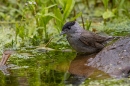Male Blackcap at garden pond. Jun. '23.