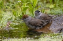 Female and male Blackcaps at pond. Jun. '23.