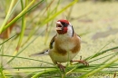 Goldfinch on garden pond weed. Jun. '23.