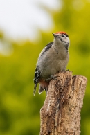 Juvenile Great Spotted Woodpecker 2. Jun. '23.