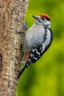 Juvenile Great Spotted Woodpecker 1. Jun. '23.