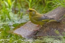 Male Greenfinch drinking at garden pond. Jun. '23.