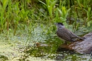 Male Blackcap bathing at garden pond. Jun. '23.