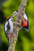 Male Great Spotted Woodpecker feeds youngster 3. Jun. '23.