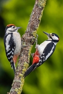 Male Great Spotted Woodpecker feeds youngster 2. Jun. '23.
