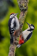 Male Great Spotted Woodpecker feeds youngster 1. Jun. '23.
