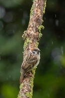 Juvenile Tree Sparrow in the rain 2. Jun. '23.