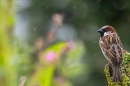 Male House Sparrow in the rain. Jun. '23.