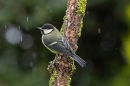 Juvenile Great tit in the rain. Jun. '23.