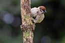 Fluffed out Tree Sparrow with highlights and rain. Jun. '23.