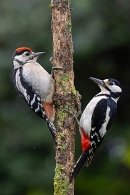 Adult male and juvenile Great Spotted Woodpeckers in the rain. Jun. '23.