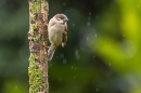 Juvenile Tree Sparrow in the rain 1. Jun. '23.