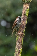 Male House Sparrow in the rain 2. Jun. '23.