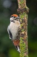 Juvenile Great Spotted Woodpecker in the rain 2. Jun. '23.
