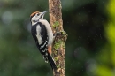 Juvenile Great Spotted Woodpecker in the rain 1. Jun. '23.