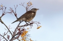 Fieldfare on rowan tree 1. Nov. '23.
