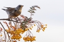 Fieldfare on rowan tree 2. Nov. '23.