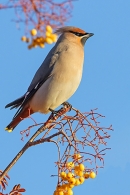 Waxwing on a rowan tree 1. Nov. '23.
