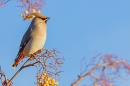 Waxwing on rowan tree 2. Nov. '23.