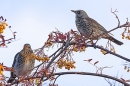 Fieldfares on rowan tree 1. Nov. '23.