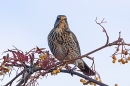 Fieldfare with rowan berry 1.. Nov. '23.