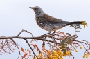Fieldfare on rowan tree 3. Nov. '23.