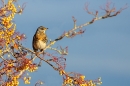 Fieldfare on rowan tree 4. Nov. '23.
