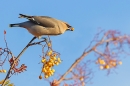 Waxwing with a rowan berry 1. Nov. '23.