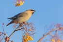 Waxwing swallowing rowan berry 1.. Nov. '23.