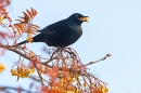 Male Blackbird with rowan berry. Nov. '23.