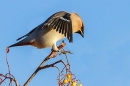 Waxwing on rowan tree 3. Nov. '23.